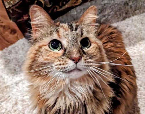 30 / 45 Minute Visits - Holy Paws Pet Sitting