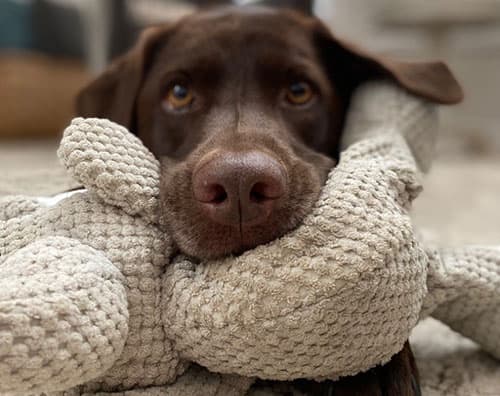 Extended Stay Visits - Holy Paws Pet Sitting
