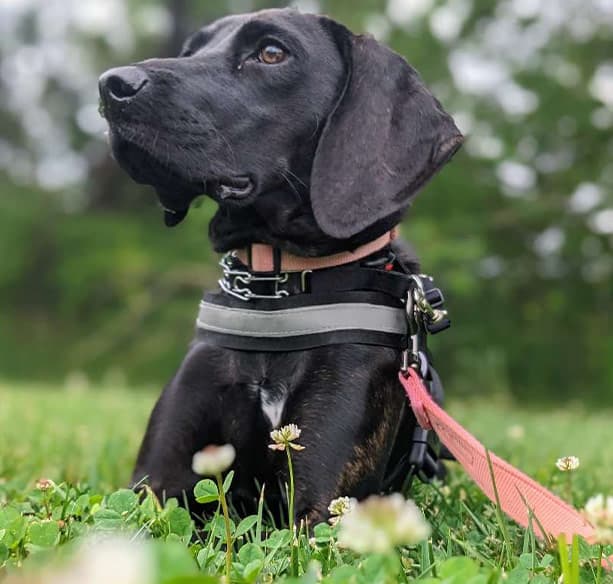 Holy Paws Pet Sitting Dog Walking