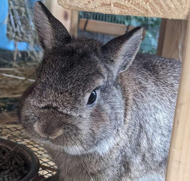 Vacation Pet Care Holy Paws Pet Sitting