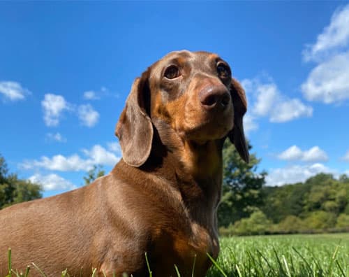 ReFURmiliarization - Holy Paws Pet Sitting